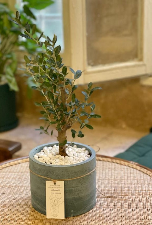 The Olive Bonsai