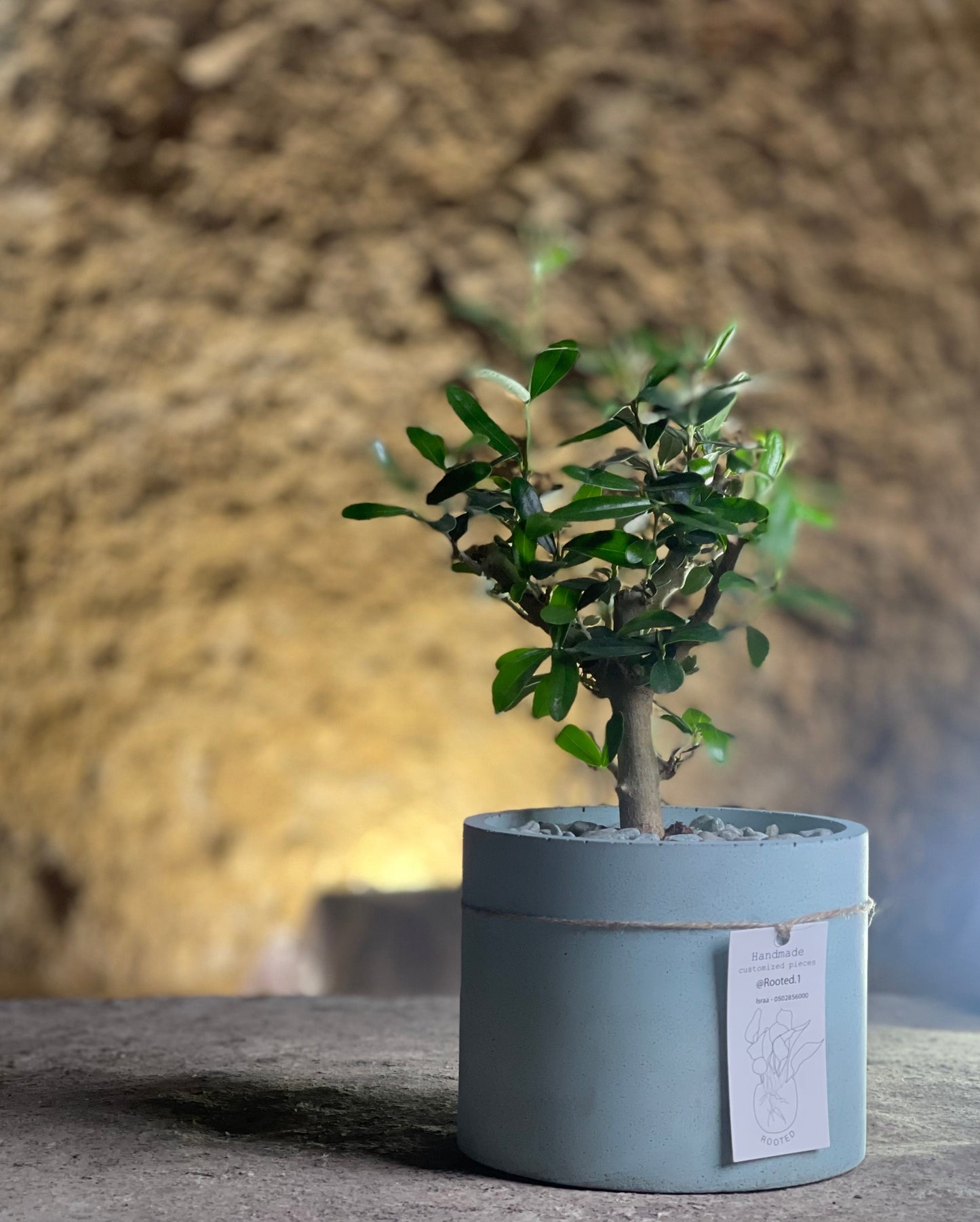 The Olive Bonsai