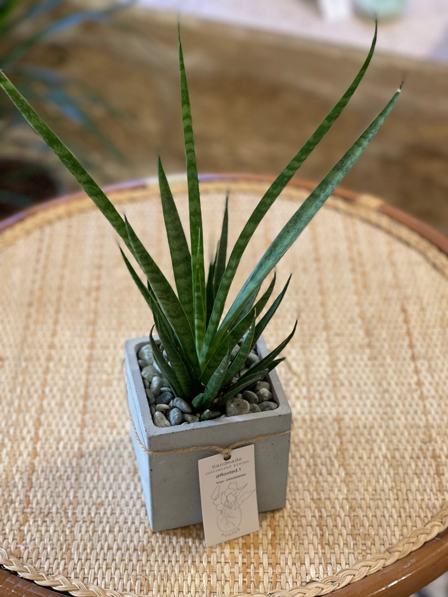 M-size plant