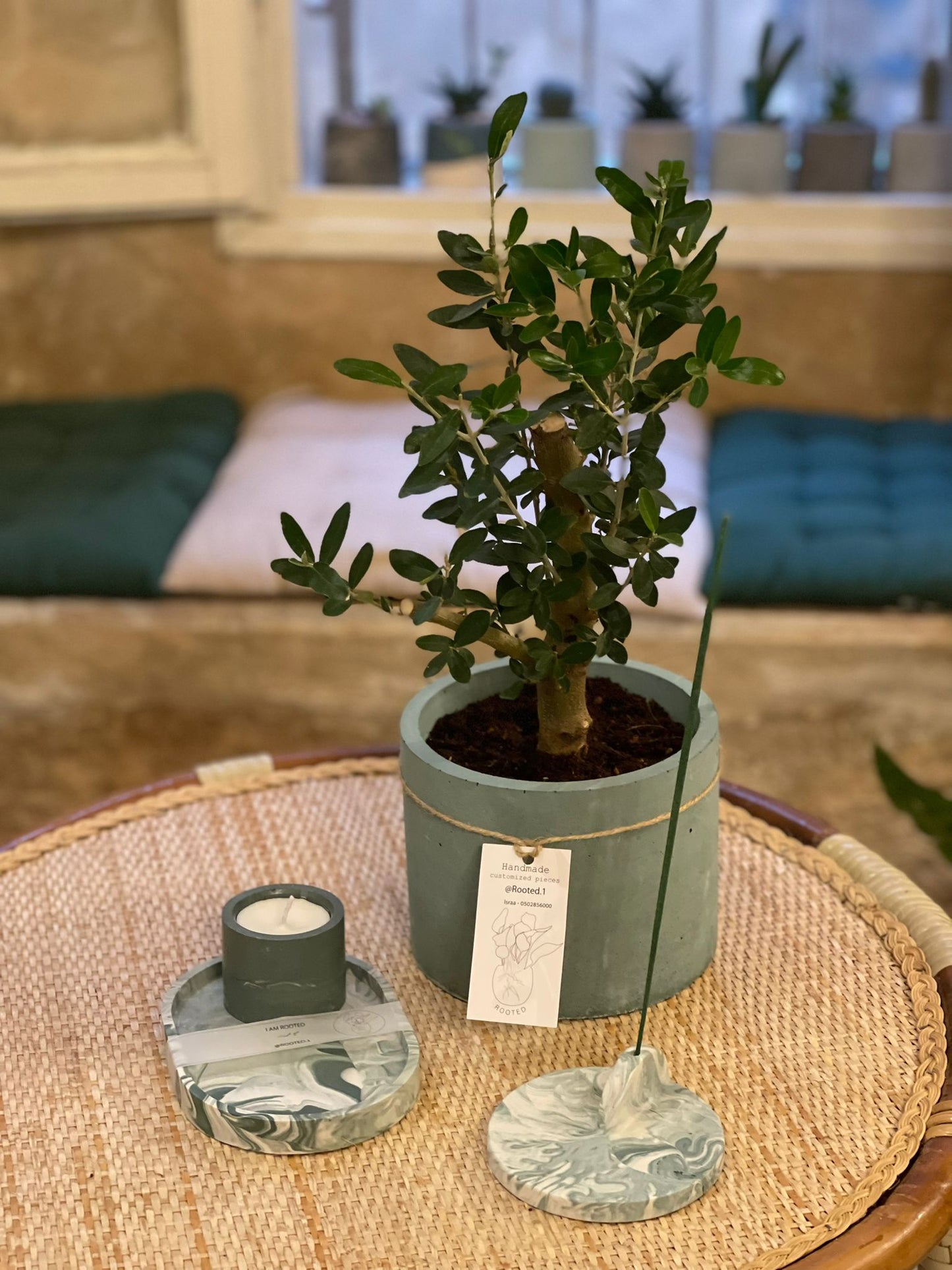 The olive Bonsai set