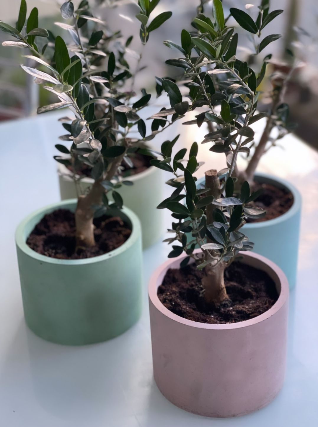 The Olive Bonsai