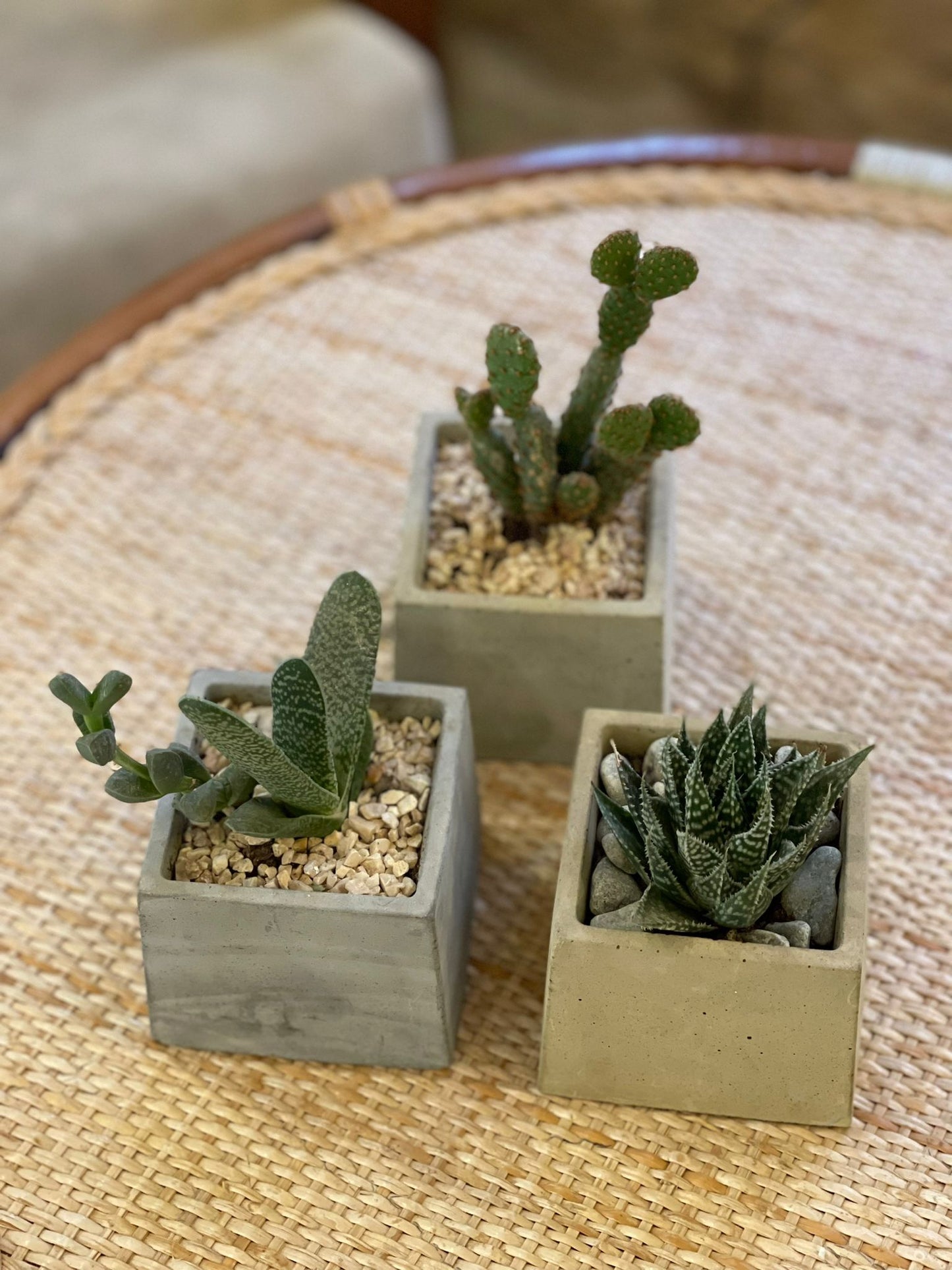 Cactus
