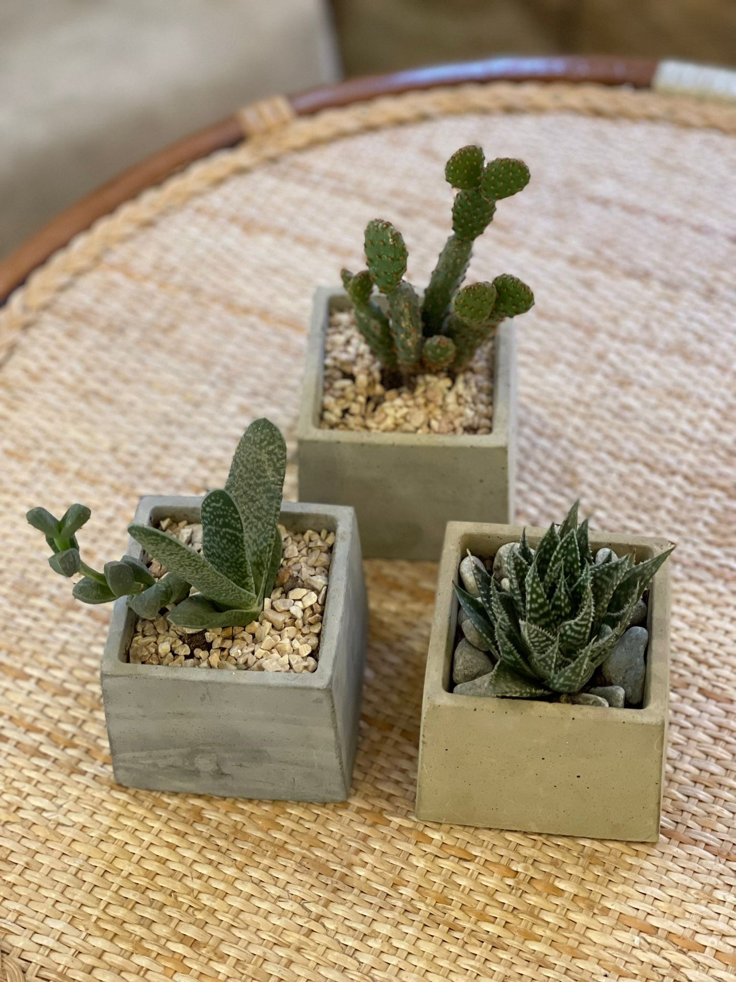 Cactus