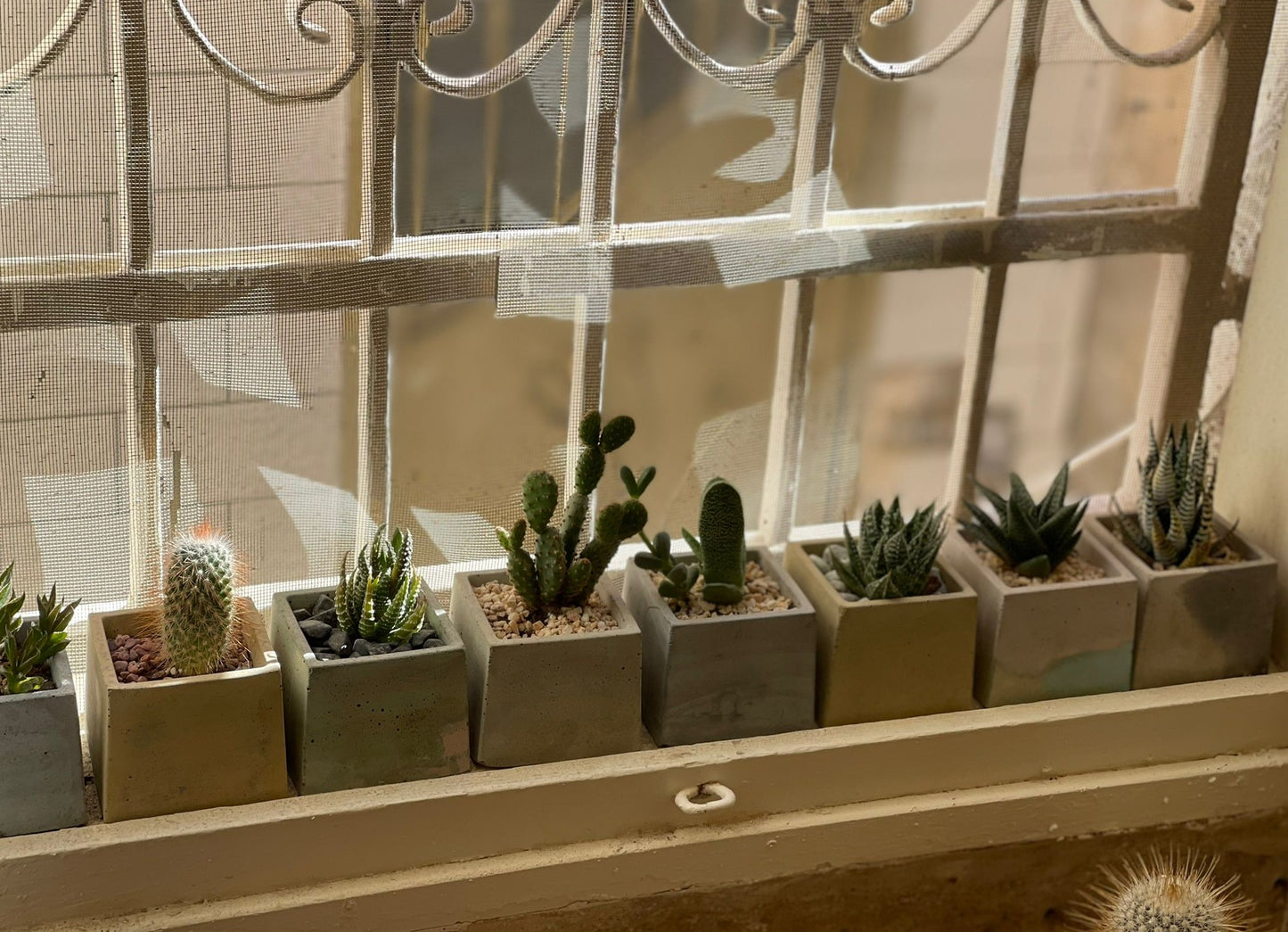 Cactus