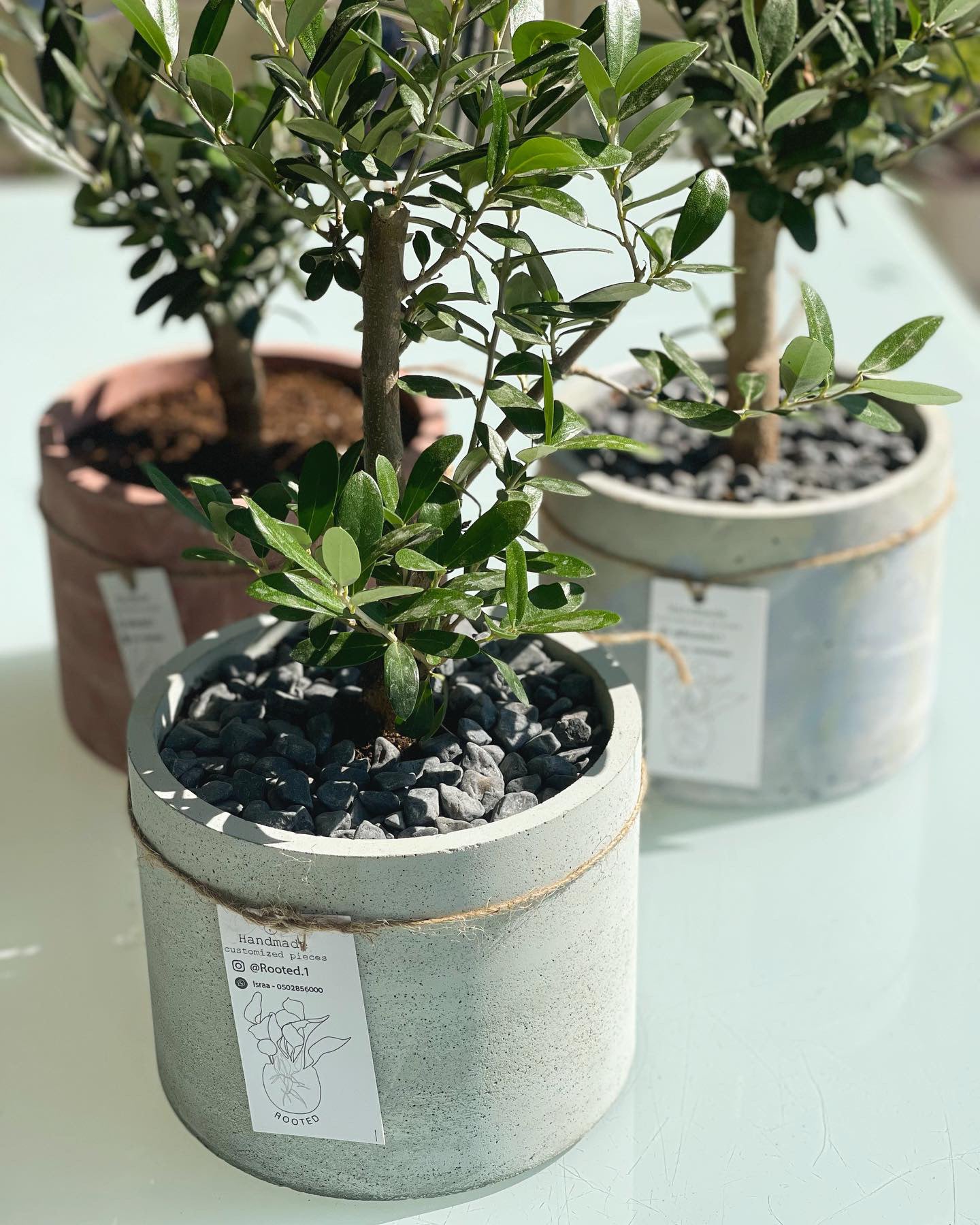 The Olive Bonsai