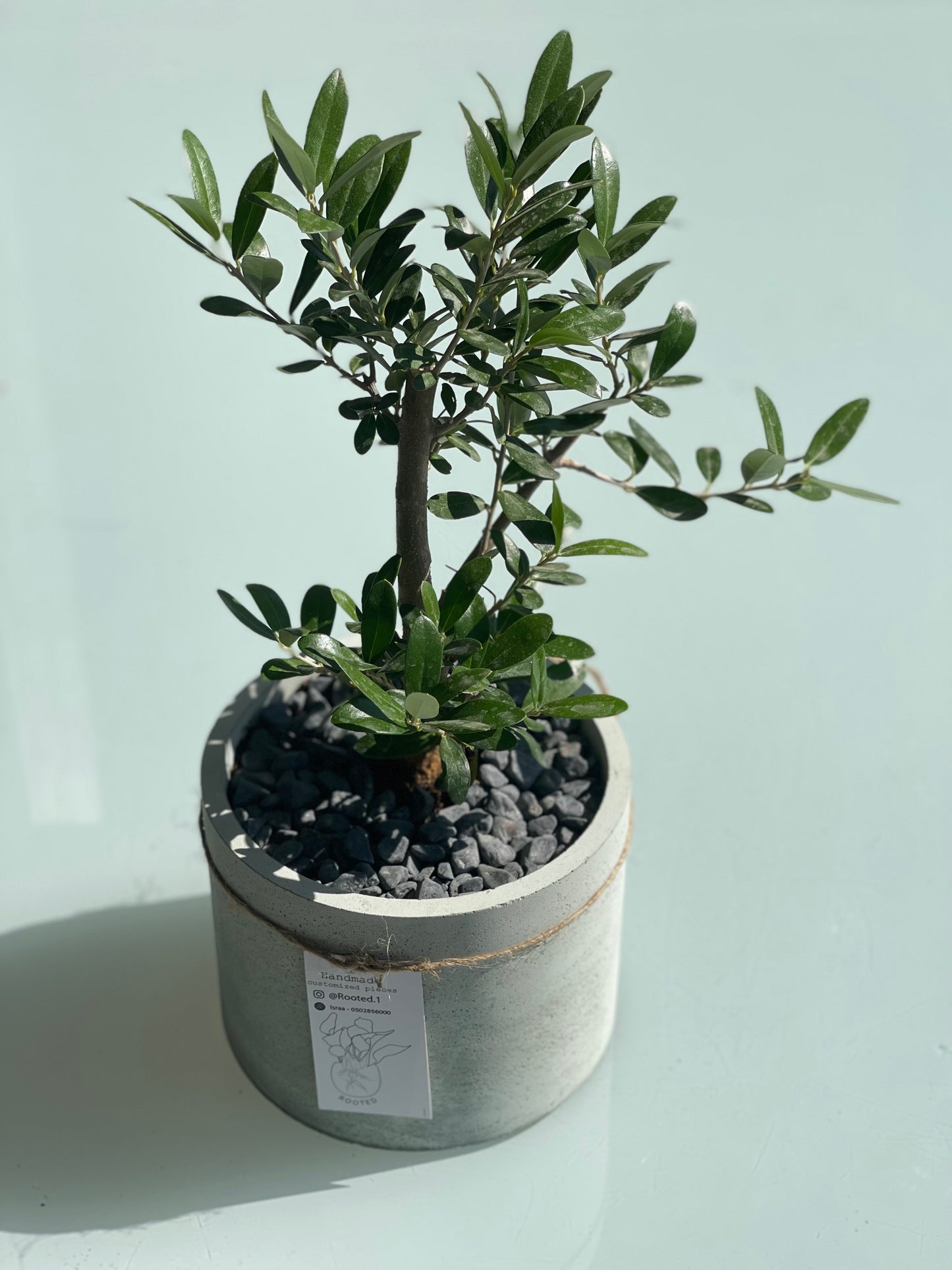 The Olive Bonsai