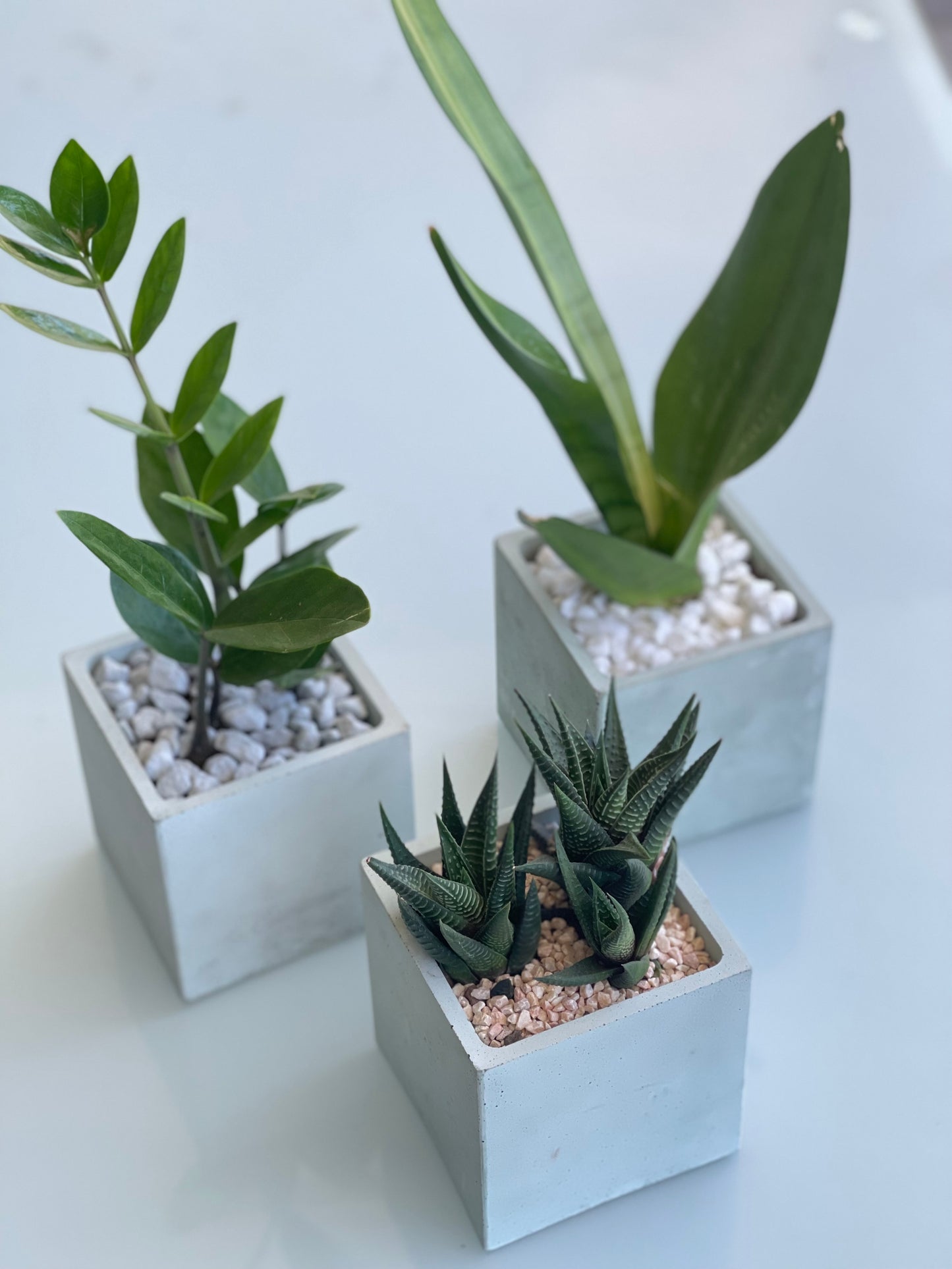 M-size plant