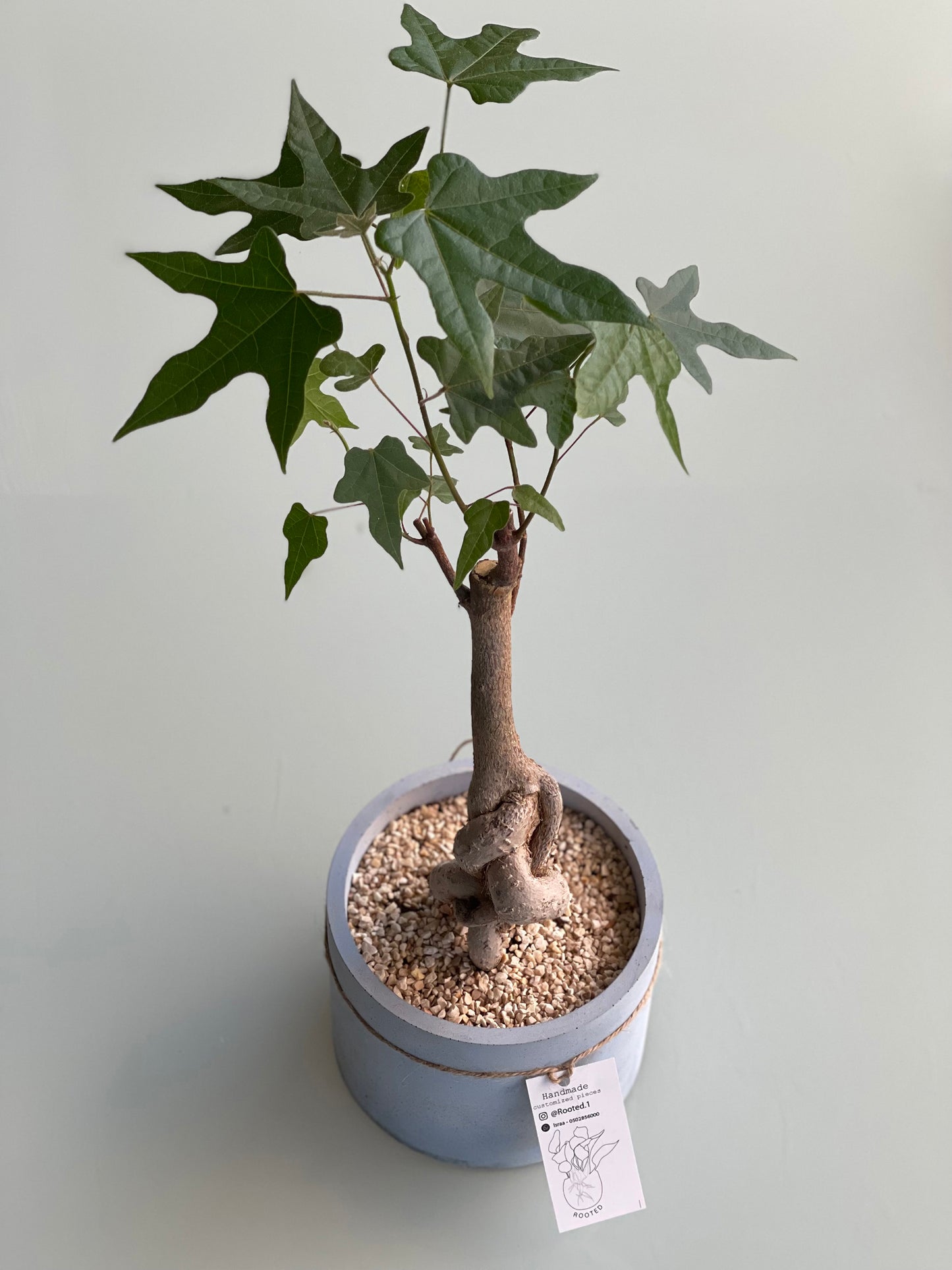 Love tree – Bonsai